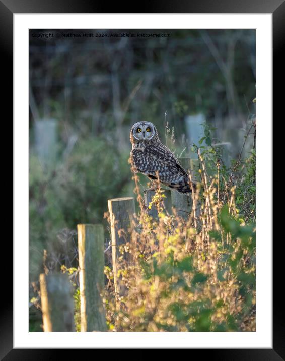 Short Eared Owl (what you looking at?) Framed Mounted Print by Matthew Hirst