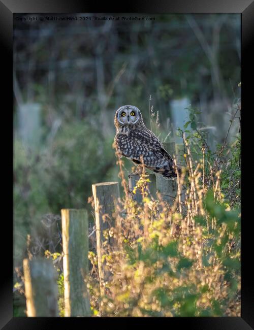 Short Eared Owl (what you looking at?) Framed Print by Matthew Hirst