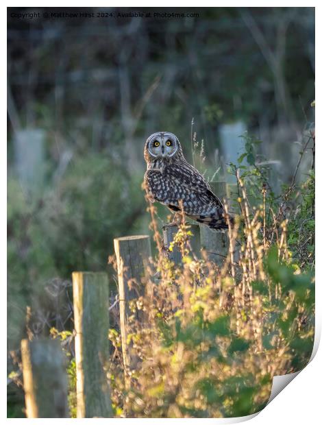 Short Eared Owl (what you looking at?) Print by Matthew Hirst