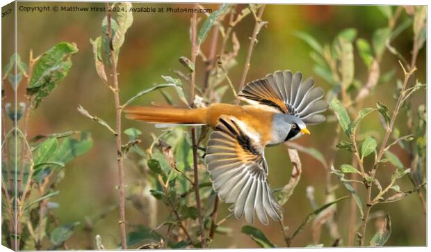 Bearded Reedling in Flight Canvas Print by Matthew Hirst