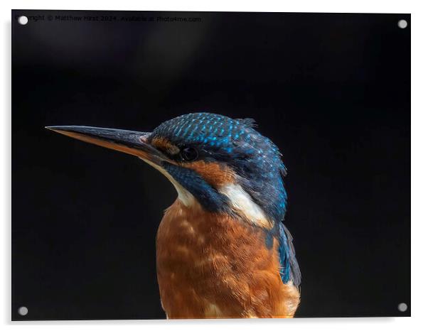 Kingfisher (closeup) Acrylic by Matthew Hirst