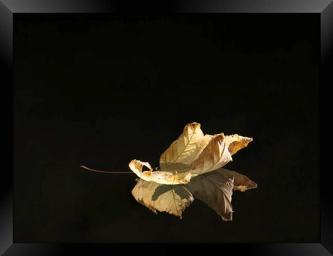 A close up of a leaf, floating down a river. Framed Print by Matthew Hirst