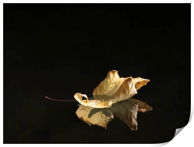 A close up of a leaf, floating down a river. Print by Matthew Hirst