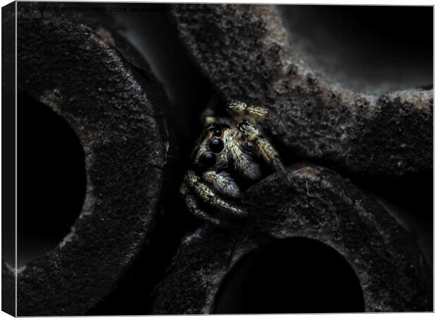 Jumping Spider Canvas Print by Matthew Hirst
