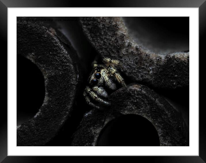 Jumping Spider Framed Mounted Print by Matthew Hirst