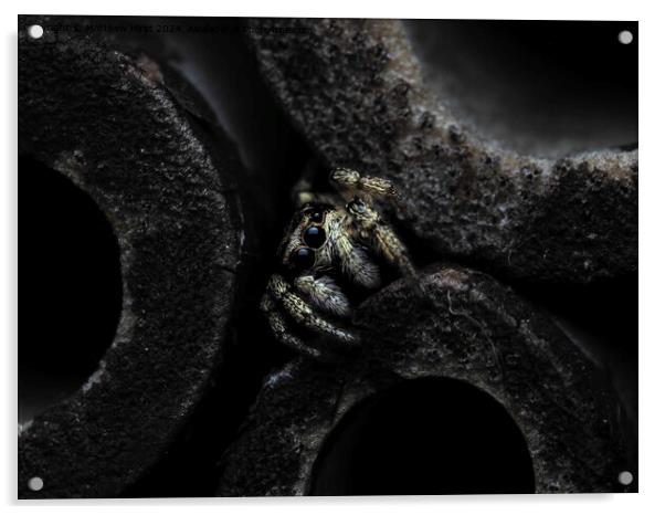 Jumping Spider Acrylic by Matthew Hirst