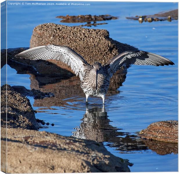 Curlew Canvas Print by Tom McPherson