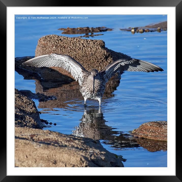 Curlew Framed Mounted Print by Tom McPherson