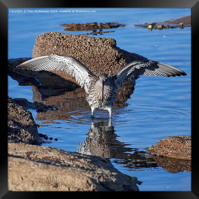 Curlew Framed Print by Tom McPherson