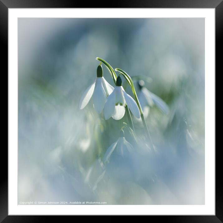 Pair of Snowdrops  Framed Mounted Print by Simon Johnson