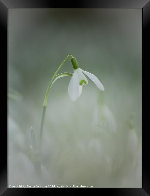 isolated Snowdrop Framed Print by Simon Johnson