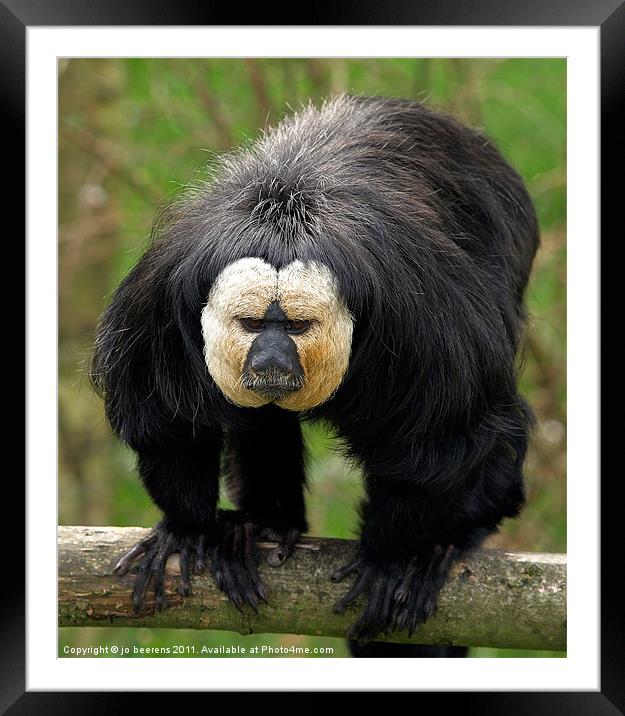 no that is not a wig.... Framed Mounted Print by Jo Beerens