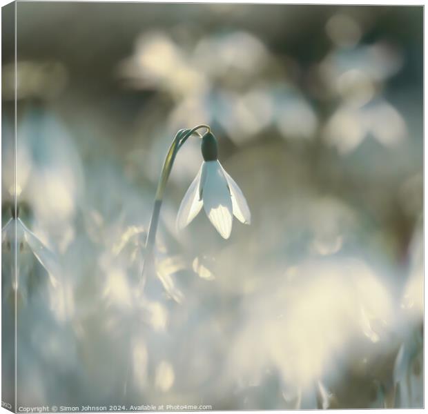 A close up of a sunlit snowdrop Canvas Print by Simon Johnson