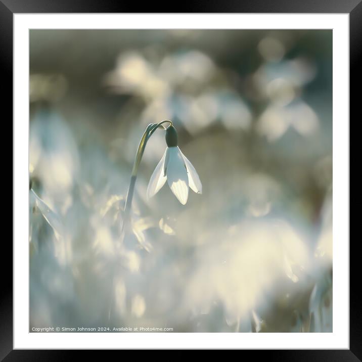 A close up of a sunlit snowdrop Framed Mounted Print by Simon Johnson