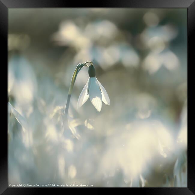 A close up of a sunlit snowdrop Framed Print by Simon Johnson