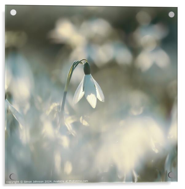 A close up of a sunlit snowdrop Acrylic by Simon Johnson
