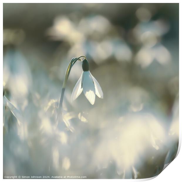 A close up of a sunlit snowdrop Print by Simon Johnson
