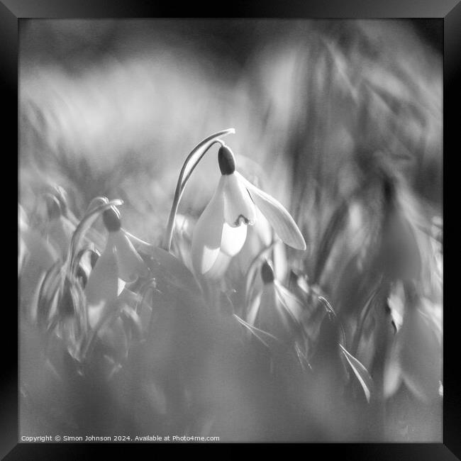 Snowdrop in Monochrome  Framed Print by Simon Johnson