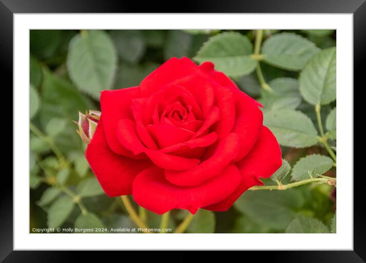Red Rose from my garden  Framed Mounted Print by Holly Burgess