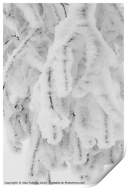 Frozen Twigs Print by Alex Fukuda