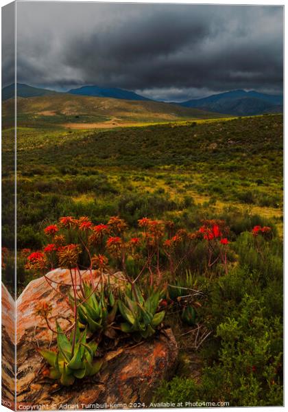 CApe speckled aloes in De Hoop valley Canvas Print by Adrian Turnbull-Kemp