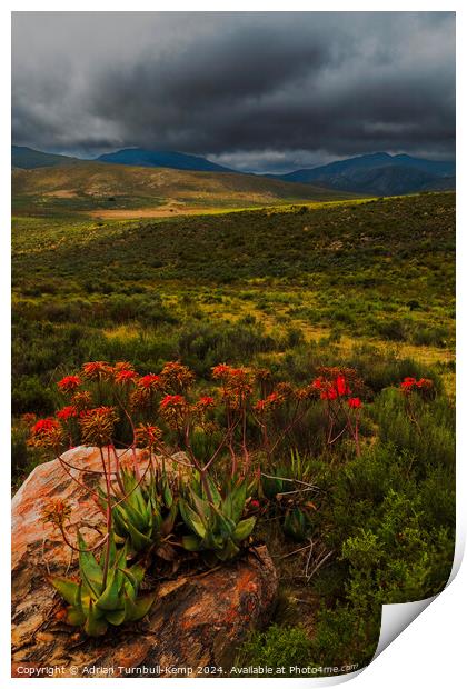 CApe speckled aloes in De Hoop valley Print by Adrian Turnbull-Kemp