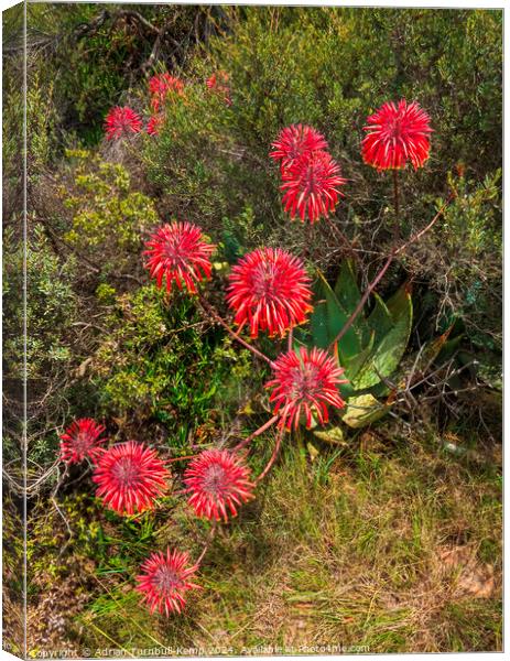 Cape speckled aloe by the side of the road. Canvas Print by Adrian Turnbull-Kemp