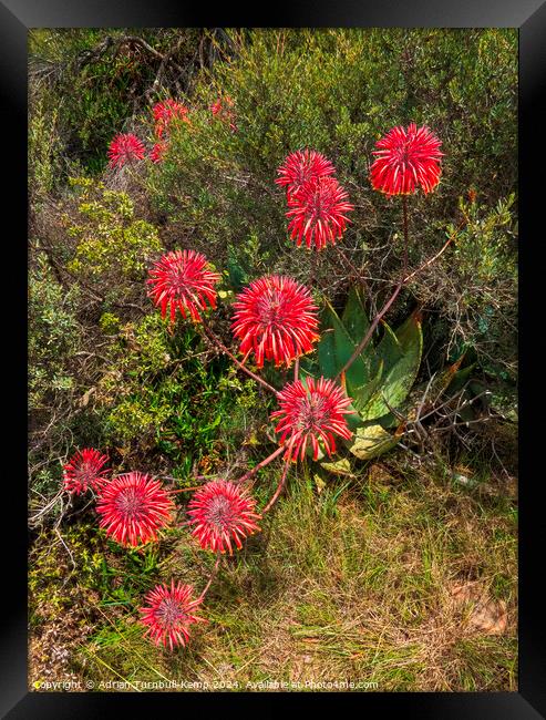 Cape speckled aloe by the side of the road. Framed Print by Adrian Turnbull-Kemp