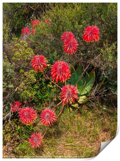 Cape speckled aloe by the side of the road. Print by Adrian Turnbull-Kemp