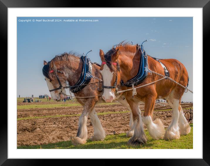 Shire horses pulling a plough  Framed Mounted Print by Pearl Bucknall