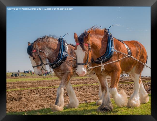 Shire horses pulling a plough  Framed Print by Pearl Bucknall