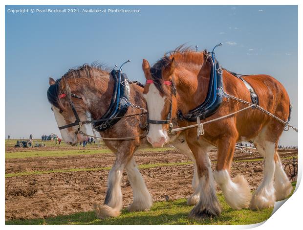 Shire horses pulling a plough  Print by Pearl Bucknall