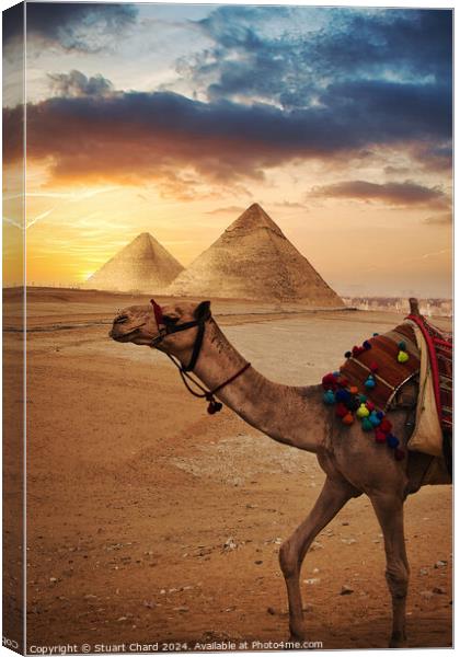 Camel in front f the Pyramids at Giza Canvas Print by Stuart Chard