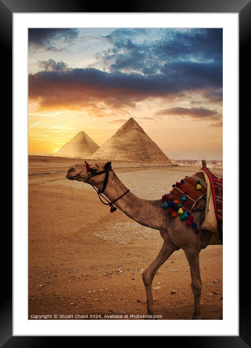 Camel in front f the Pyramids at Giza Framed Mounted Print by Stuart Chard