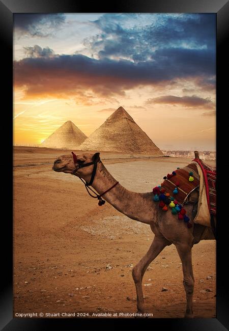Camel in front f the Pyramids at Giza Framed Print by Stuart Chard