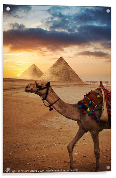 Camel in front f the Pyramids at Giza Acrylic by Stuart Chard