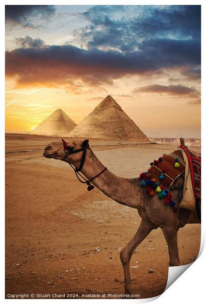 Camel in front f the Pyramids at Giza Print by Stuart Chard