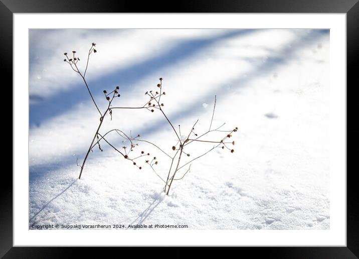 Snow Ikebana Framed Mounted Print by Suppakij Vorasriherun
