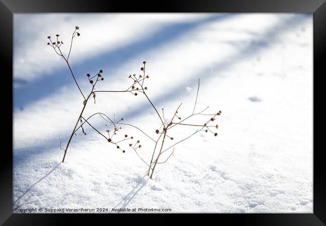Snow Ikebana Framed Print by Suppakij Vorasriherun