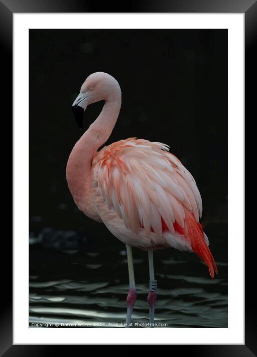 Chilean Flamingo - Beautiful Eyes  Framed Mounted Print by Darren Wilkes