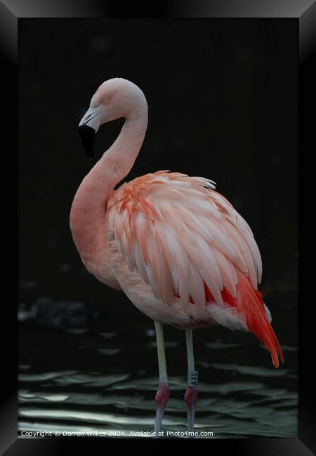 Chilean Flamingo - Beautiful Eyes  Framed Print by Darren Wilkes