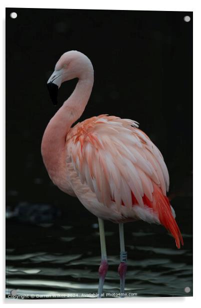 Chilean Flamingo - Beautiful Eyes  Acrylic by Darren Wilkes