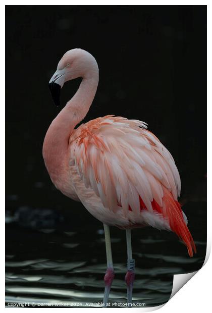 Chilean Flamingo - Beautiful Eyes  Print by Darren Wilkes