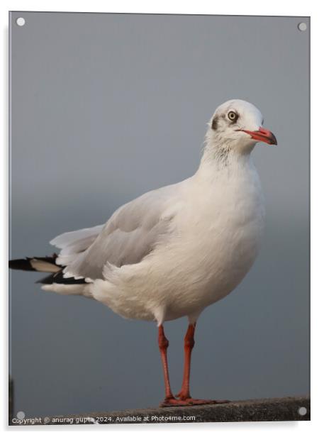 Seagul Acrylic by anurag gupta