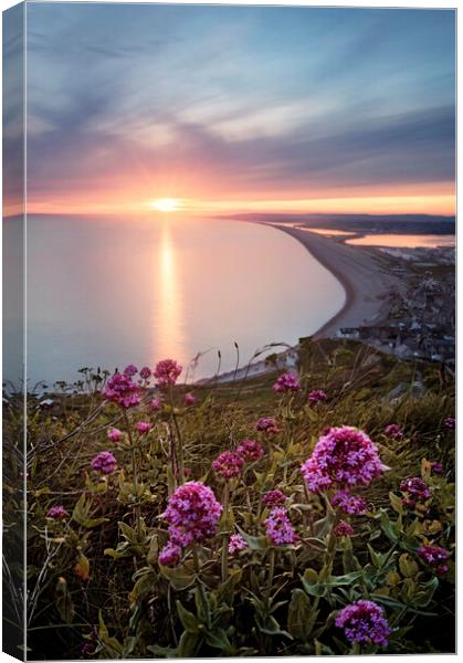 Chesil in Bloom Canvas Print by Chris Frost