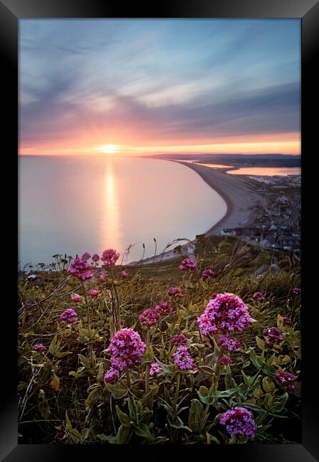 Chesil in Bloom Framed Print by Chris Frost