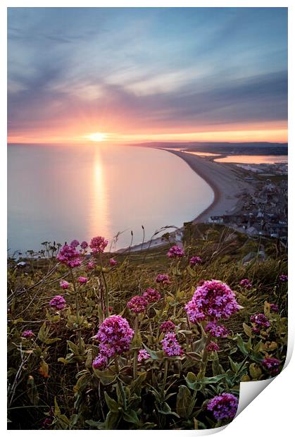 Chesil in Bloom Print by Chris Frost