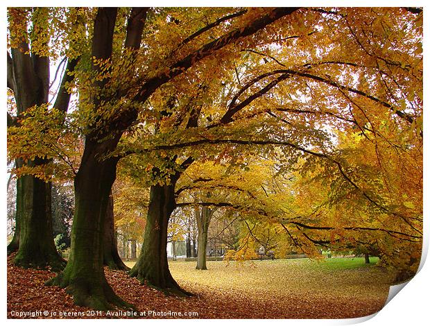 fall trees Print by Jo Beerens