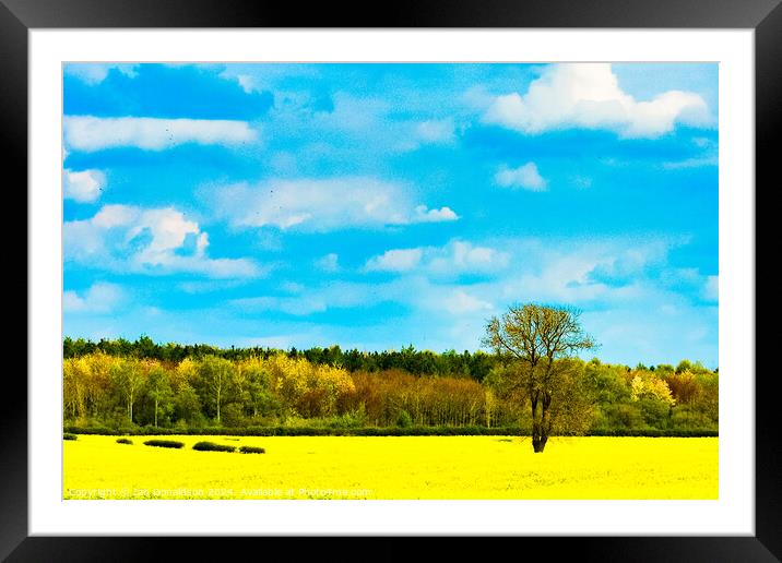 Mellow Yellow Framed Mounted Print by Ian Donaldson