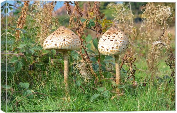 Parasol mushrooms Canvas Print by Mark  F Banks